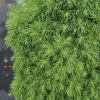 Picea glauca 'Alberta Globe' - Ель канадская - Picea glauca 'Alberta Globe'