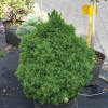 Picea glauca 'Alberta Globe' - Ель канадская - Picea glauca 'Alberta Globe'