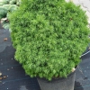 Picea glauca 'Alberta Globe' - Ель канадская - Picea glauca 'Alberta Globe'