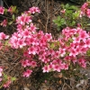 Silvester - Japanese Azalea - Silvester Rhododendron