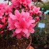 Silvester - Japanese Azalea - Silvester Rhododendron