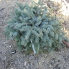 Picea xmariorika Machala' - Ель мариорика Maчала' - Picea x mariorika 'Machala'  - Picea ×lutzii  'Machala'