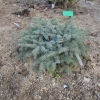 Picea x mariorika 'Machala' - Machala Hybrid Spruce - Picea x mariorika 'Machala'  - Picea ×lutzii  'Machala'