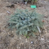 Picea xmariorika Machala' - Ель мариорика Maчала' - Picea x mariorika 'Machala'  - Picea ×lutzii  'Machala'