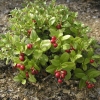 Vaccinium vitis-idaea - Preiselbeere - Vaccinium vitis-idaea