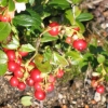 Vaccinium vitis-idaea - Preiselbeere - Vaccinium vitis-idaea