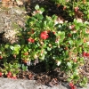 Vaccinium vitis-idaea - Preiselbeere - Vaccinium vitis-idaea