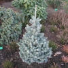 Abies lasiocarpa 'Compacta' - Zwergkorktanne - Abies lasiocarpa 'Compacta' ; Abies arizonica 'Compacta'