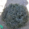 Picea omorika 'Treblitzsch' -Ель сербская - Picea omorika 'Treblitzsch'