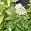 Spiraea japonica 'Albiflora' - tawuła japońska - Spiraea japonica 'Albiflora'