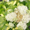 Spiraea japonica 'Albiflora' - tawuła japońska - Spiraea japonica 'Albiflora'