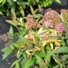 Spiraea japonica 'Anthony Waterer'- Japanischer Spierstrauch ; Zwergspiere ; Rote Sommer Spiere - Spiraea japonica 'Anthony Waterer'