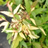 Spiraea japonica 'Anthony Waterer'- Japanischer Spierstrauch ; Zwergspiere ; Rote Sommer Spiere - Spiraea japonica 'Anthony Waterer'