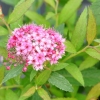 Spiraea japonica 'Anthony Waterer'- Japanischer Spierstrauch ; Zwergspiere ; Rote Sommer Spiere - Spiraea japonica 'Anthony Waterer'