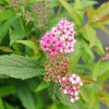 Spiraea japonica 'Anthony Waterer'- Japanischer Spierstrauch ; Zwergspiere ; Rote Sommer Spiere - Spiraea japonica 'Anthony Waterer'