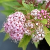 Spiraea japonica 'Genpei'- Спирея японская - Spiraea japonica 'Genpei'