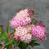 Spiraea japonica 'Genpei'- Спирея японская - Spiraea japonica 'Genpei'