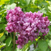 Syringa vulgaris 'Mrs Edward Harding' - Gemeiner Flieder ; Edelflieder - Syringa vulgaris 'Mrs Edward Harding'