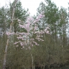 Prunus serrulata 'Shirofugen' - Japanese Flowering Cherry - Prunus serrulata 'Shirofugen' ; Prunus serrulata Fugenzo