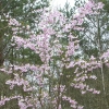 Prunus serrulata 'Shirofugen' - Japanese Flowering Cherry - Prunus serrulata 'Shirofugen' ; Prunus serrulata Fugenzo