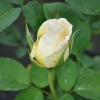 Chopin - Großblütige Rose - Rose Chopin