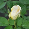 Chopin - Grandiflora Rose - Rose Chopin