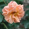 Francois Juranville - róża pnąca - Rosa Francois Juranville