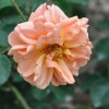 Francois Juranville - Schlingrose - Rosa Francois Juranville