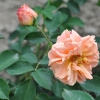 Francois Juranville - Climbing Rose - Rosa Francois Juranville