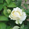 Athena - Großblütige Rose - Rosa Athena