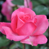 Queen Elizabeth - Grandiflora Rose - Rosa Queen Elizabeth