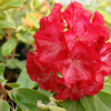 Lem's Stormcloud- Рододендрон гибридный - Lem's Stormcloud - Rhododendron hybridum