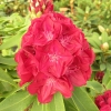 Lem's Stormcloud- Рододендрон гибридный - Lem's Stormcloud - Rhododendron hybridum