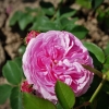 Louise Odier - Schlingrose - Rosa Louise Odier