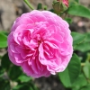 Louise Odier - róża pnąca - Rosa Louise Odier