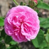 Louise Odier - Schlingrose - Rosa Louise Odier