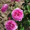 Louise Odier - Climbing Rose - Rosa Louise Odier