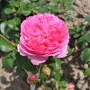 Louise Odier - Schlingrose - Rosa Louise Odier