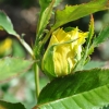 Golden Showers - Climbing Rose - Rosa Golden Showers