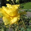 Fresia - róża wielokwiatowa - Rosa Fresia