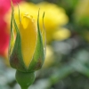 Fresia - róża wielokwiatowa - Rosa Fresia