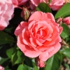 Tanopel TIP TOP - Роза - Rosa Tanopel TIP TOP