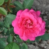 Pink Peace - Grandiflora Rose - Rosa Pink Peace