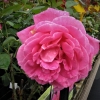 Pink Peace - Grandiflora Rose - Rosa Pink Peace