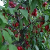 Cornus mas 'Jolico' - dereń jadalny - Cornus mas 'Jolico'