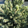 Picea glauca 'Eagle Rock' - White Spruce - Picea glauca 'Eagle Rock'