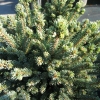 Picea glauca 'Eagle Rock' - Weiß-Fichte - Picea glauca 'Eagle Rock'