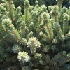 Picea glauca 'Eagle Rock' - White Spruce - Picea glauca 'Eagle Rock'