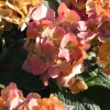 Hydrangea macrophylla ''Diva Fiore' PBR - Bauernhortensie - Hydrangea macrophylla 'Diva Fiore'