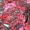 Cotoneaster apiculatus 'Boer' - Zwergmispe - Cotoneaster apiculatus 'Boer'